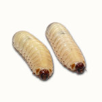 maggots, larvae, worms
