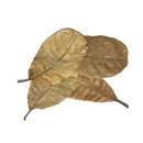 Cashew Blätter (10 Stück)