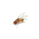Drosophila hydei &quot;golden&quot;