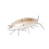 tropical white isopods