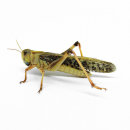 agyp_migratory-locust