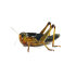 agyp_migratory-locust