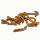 meal worms